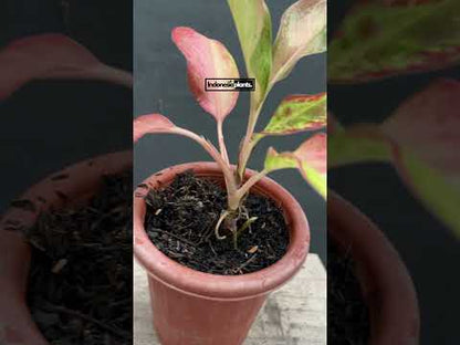 Aglaonema Maneratana