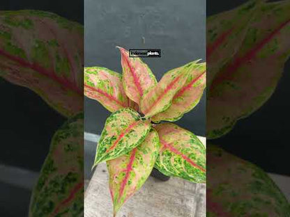 Aglaonema Light of Diamond