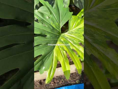 Philodendron Selloum bunt