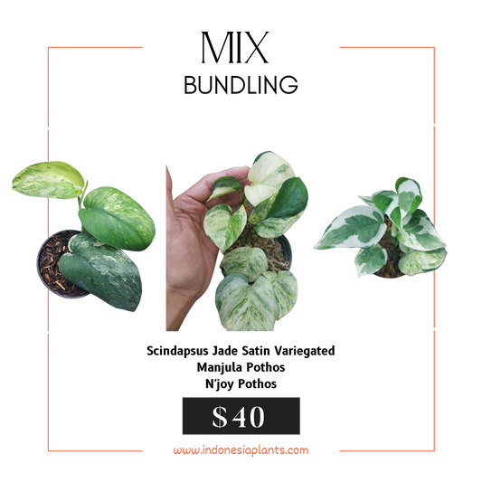 Scindapsus Jade Satin Variegated, Manjula Pothos, Njoy pothos