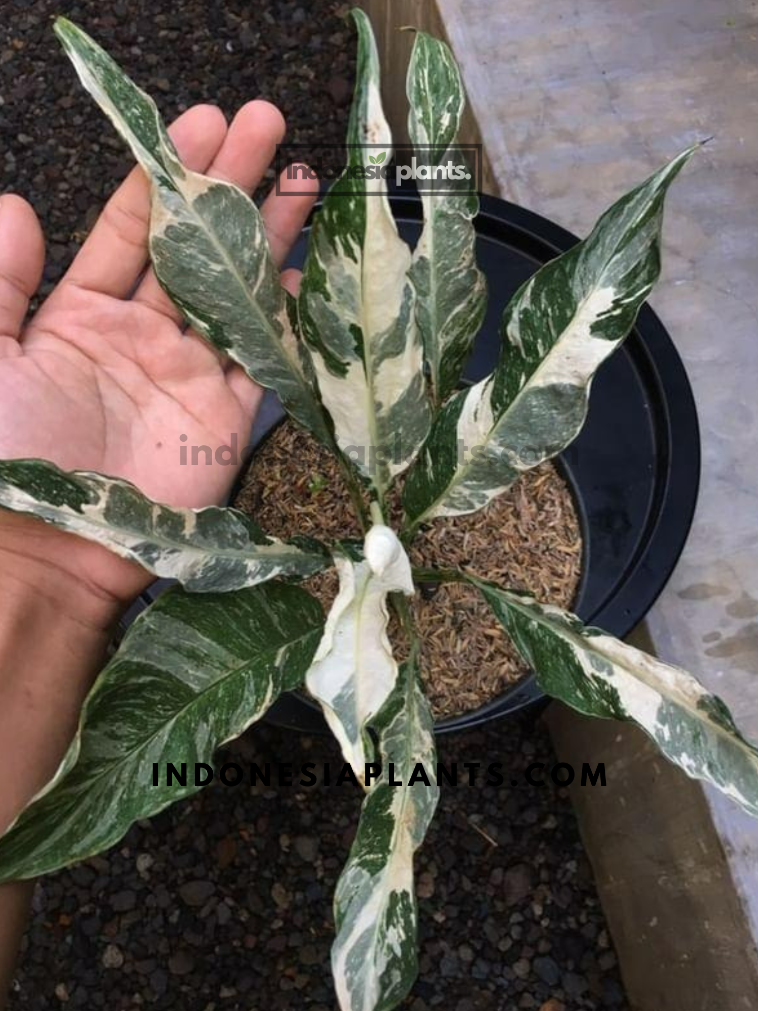 Spathiphyllum Domino Variegated