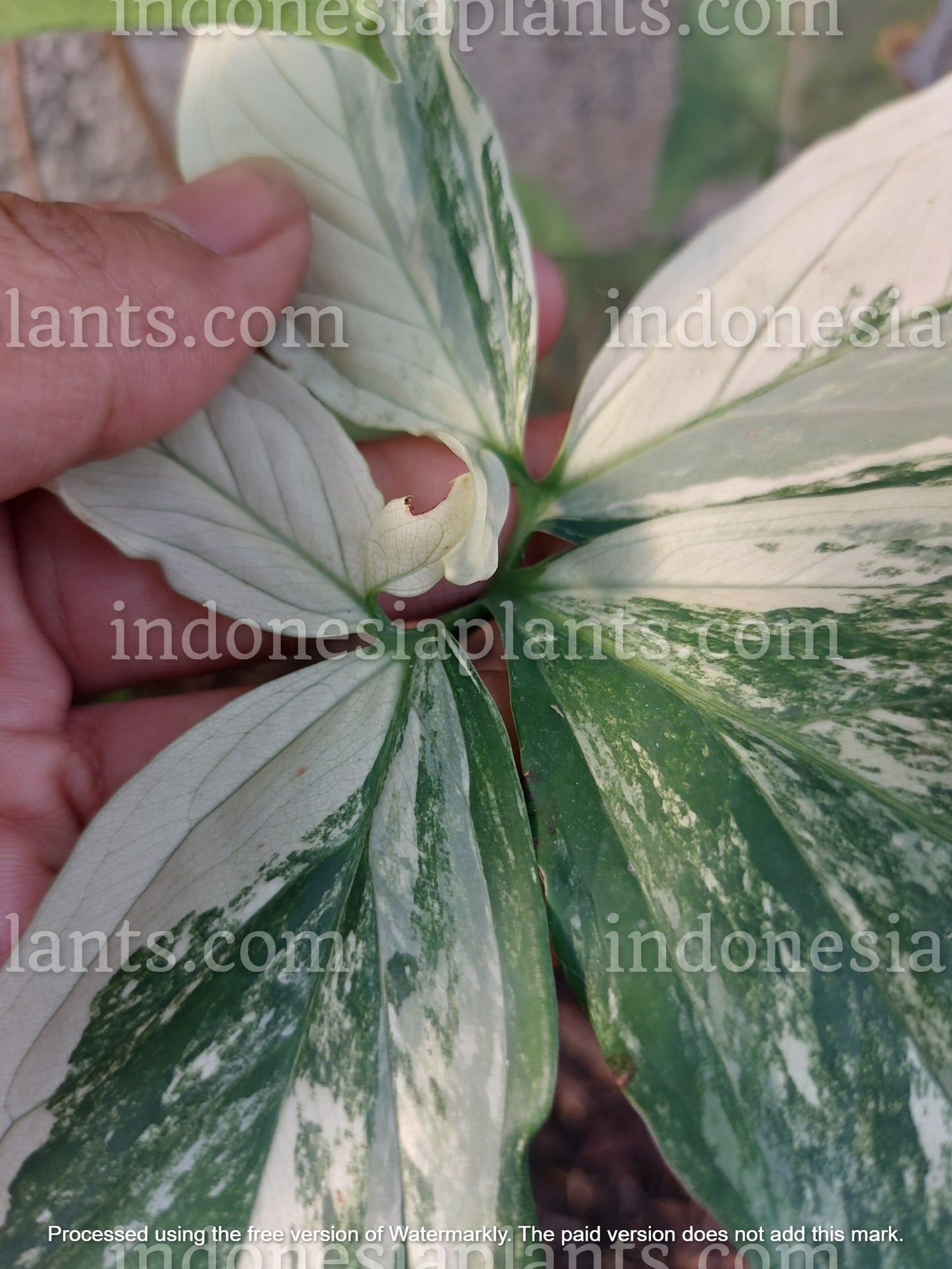 syngonium albo variegated, syngonium mature leaves, syngonium albo mature leaves