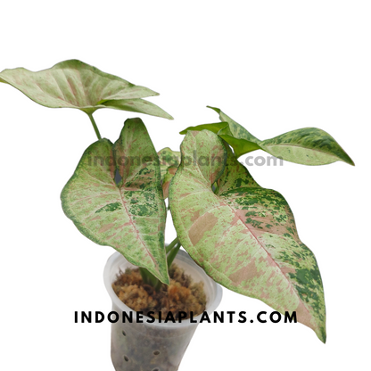 Syngonium Confetti Tricolor