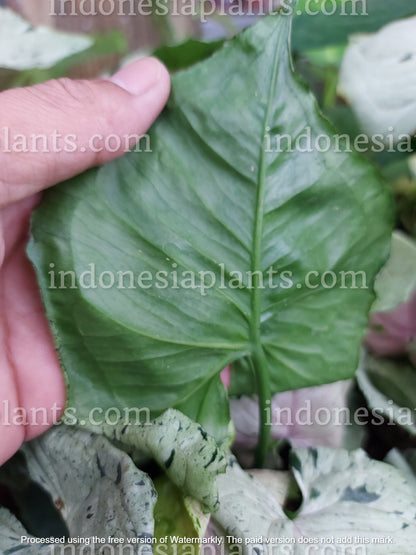 syngonium green splash is also known as syngonium gret ghost. they are popular today for its green tick colors all over the leaves. they like very indirect sunlight.