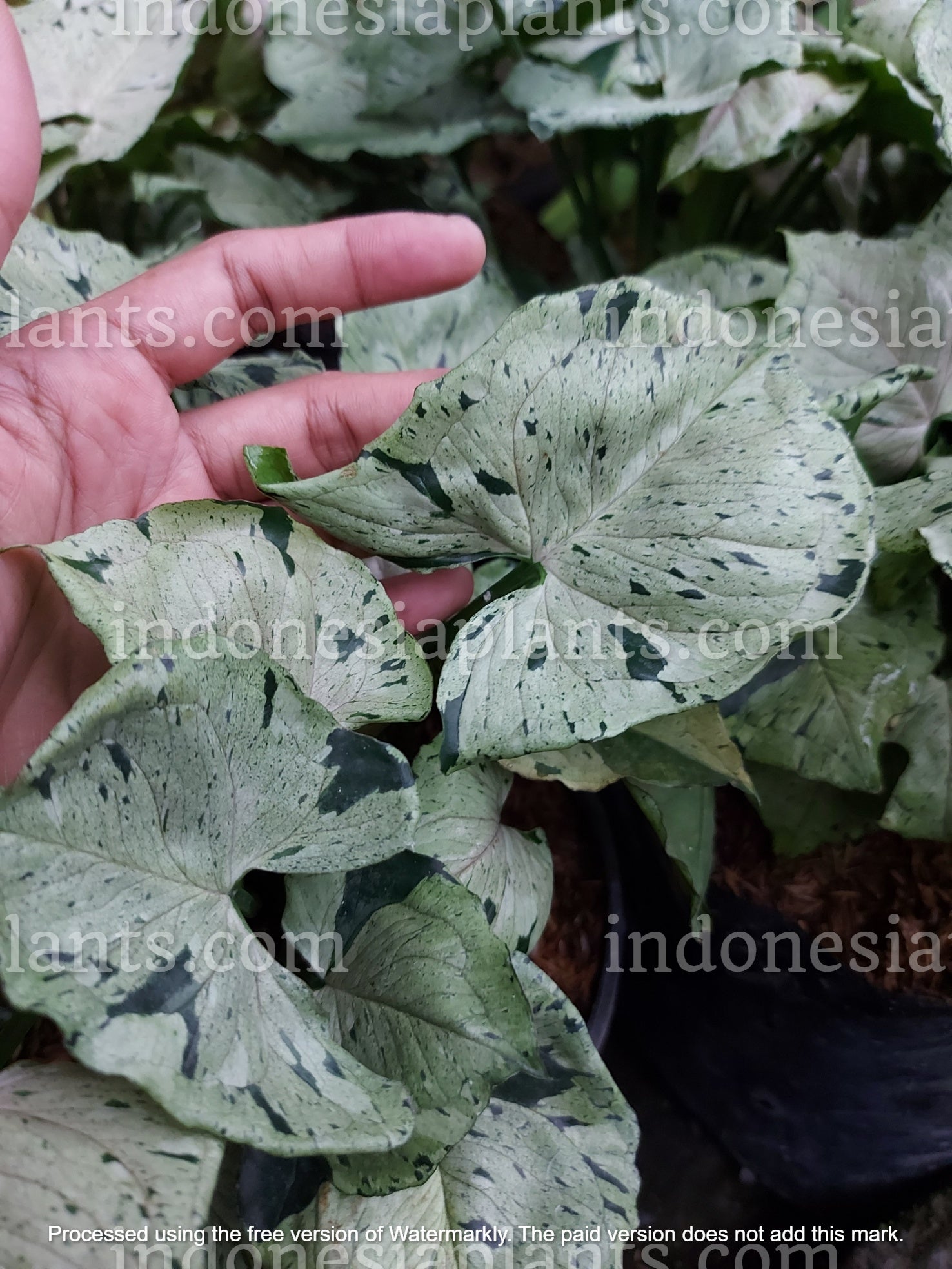 syngonium green splash is also known as syngonium gret ghost. they are popular today for its green tick colors all over the leaves. they like very indirect sunlight.