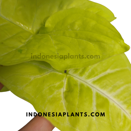 Syngonium Lime Soda Large Size Plant