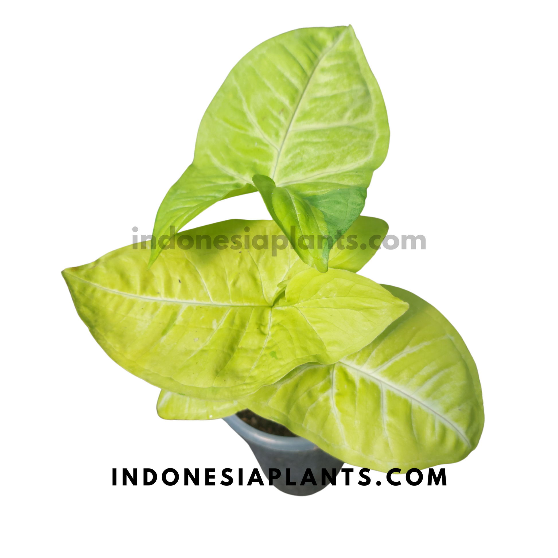 Syngonium Lime Soda Large Size Plant