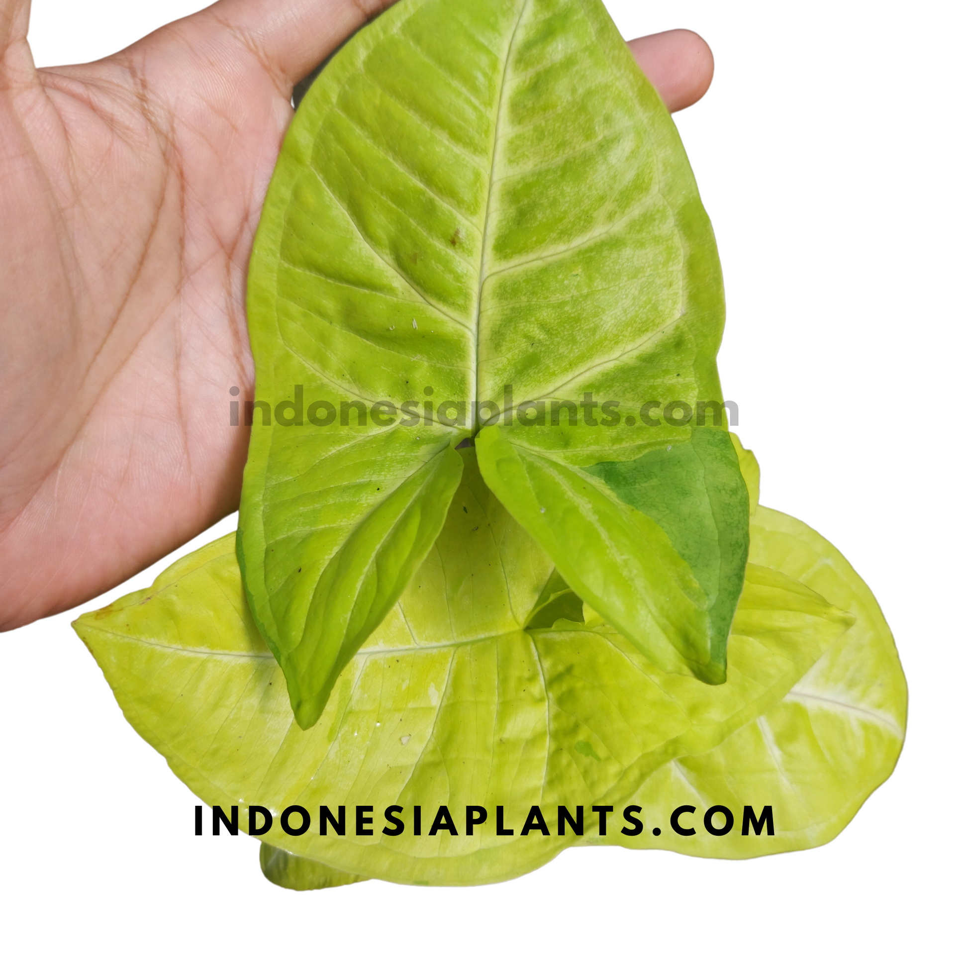 Syngonium Lime Soda Large Size Plant