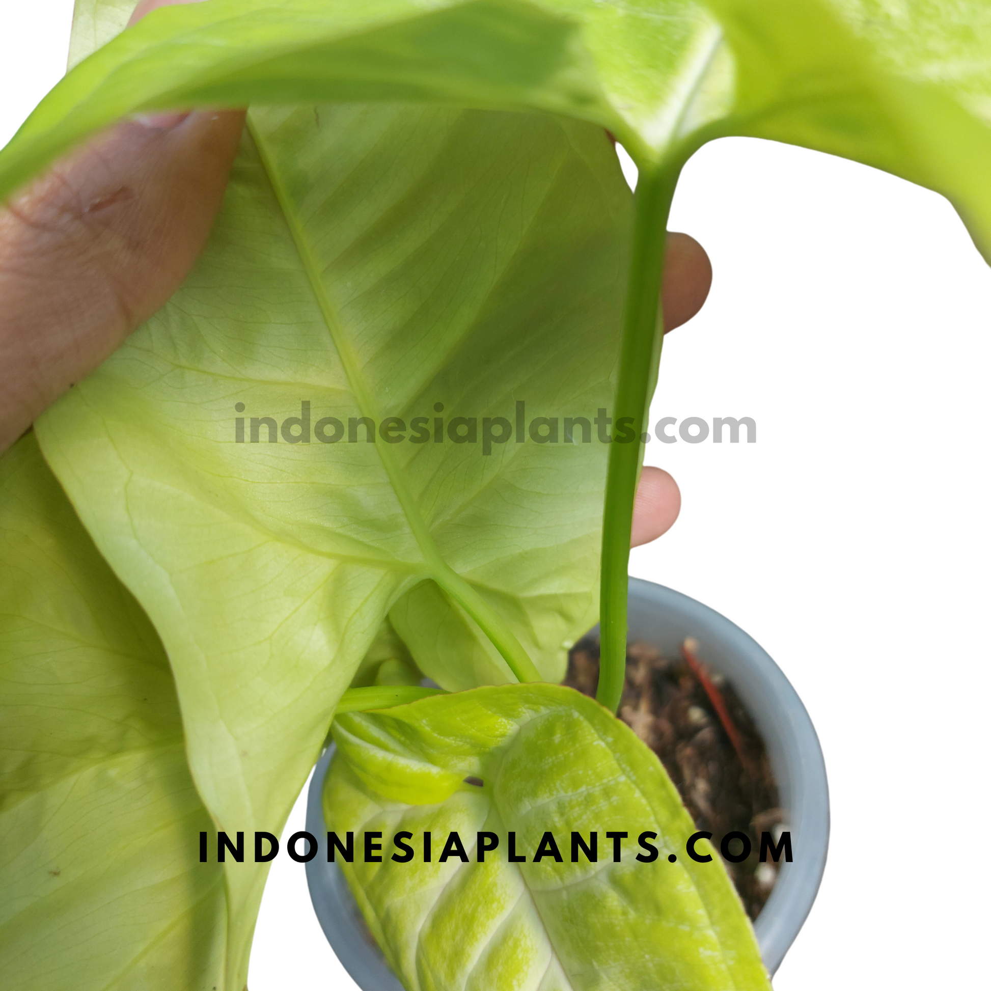 Syngonium Lime Soda Large Size Plant