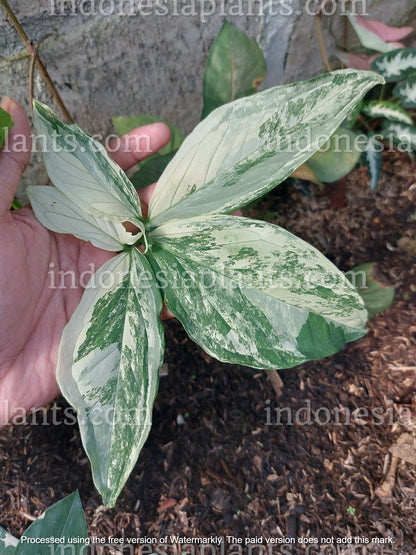 syngonium albo variegated, syngonium mature leaves, syngonium albo mature leaves